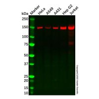 Recombinant Timeless Antibody,重组, ExactAb™, 已验证, 见COA,阿拉丁