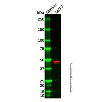AP2 gamma/TFAP2C Antibody,ExactAb™, 已验证, 无载体, 1.0 mg/mL,阿拉丁