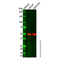 TXNIP Antibody,重组,ExactAb™,已验证,见COA,阿拉丁