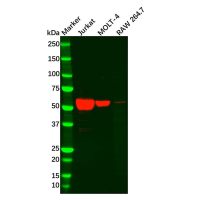 Recombinant TdT Antibody，ExactAb™, Validated, 重组, 0.2 mg/mL，阿拉丁