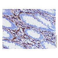 NCAM1 Mouse mAb，ExactAb™, Validated, Carrier Free, Azide Free, 1.0 mg/mL，阿拉丁