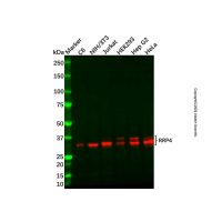 Recombinant RRP4 Antibody，ExactAb™, Validated, 重组, 1.0 mg/mL，阿拉丁