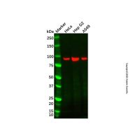 Recombinant LSD2/AOF1 Antibody,ExactAb™, Validated, 重组, 0.6 mg/mL,阿拉丁