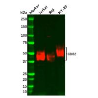Recombinant CD82 Antibody，ExactAb™, Validated, 重组, 0.55 mg/mL，阿拉丁