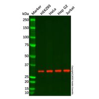 Recombinant PPCS Antibody，ExactAb™, Validated, Recombinant, 0.4 mg/mL，阿拉丁