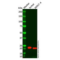 CD3 epsilon Mouse mAb，无载体, ExactAb™, 已验证, 高性能, 见COA，阿拉丁