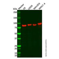 Recombinant RanBP9 Antibody,ExactAb™, Validated, 重组, 0.5 mg/mL,阿拉丁