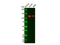 Recombinant GEF H1 Antibody，ExactAb™, Validated, 重组, 0.48 mg/mL，阿拉丁
