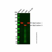 Recombinant Glyt2 Antibody,ExactAb™, Validated, Recombinant, 1.2 mg/mL,阿拉丁