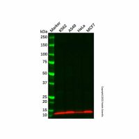 HBXIP Antibody,ExactAb™, Validated, 1.0 mg/mL,阿拉丁