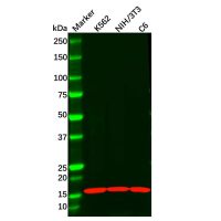 Recombinant Anterior Gradient 2 Antibody，ExactAb™, Validated, 重组, 0.4 mg/mL，阿拉丁