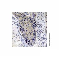 MRPL34 Antibody，ExactAb™, 无载体, 已验证, 1.0 mg/mL，阿拉丁