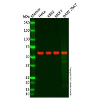 Recombinant KIAA0652/ATG13 Antibody,ExactAb™, Validated, 重组, 0.6 mg/mL,阿拉丁