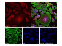 Goat Anti-Rabbit IgG H&L (AF594),ExactAb™, 高性能, 已验证, Ex:590nm, Em:618nm, 1 mg/mL,阿拉丁