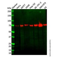 Recombinant LPP Antibody，ExactAb™, Validated, 重组, 0.33 mg/mL，阿拉丁