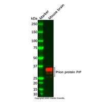 Recombinant Prion protein PrP Antibody，ExactAb™, Validated, 重组, 1.0 mg/mL，阿拉丁