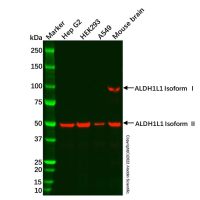 Recombinant ALDH1L1 Antibody,ExactAb™, Validated, 重组, 1.0 mg/mL,阿拉丁
