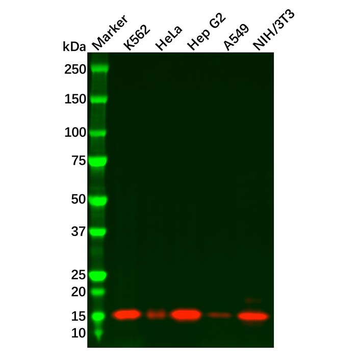 Recombinant Cystatin C Antibody,重组,ExactAb™,已验证,见COA,阿拉丁产品图