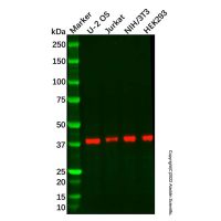 Recombinant RING2/RING1B/RNF2 Antibody，ExactAb™, Validated, 重组, 0.8 mg/mL，阿拉丁