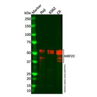 Recombinant MEF2C Antibody，ExactAb™, Validated, 重组, 1.0 mg/mL，阿拉丁