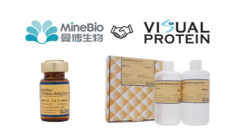 Visual Protein｜杂交瘤生长添加剂、免疫印迹相关试剂｜曼博生物官方供应