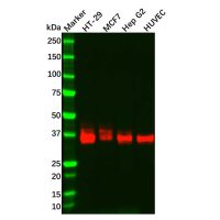 Recombinant JAM-A Antibody,ExactAb™, Validated, 重组, 0.6 mg/mL,阿拉丁