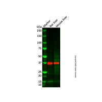Mouse liver tissue lysate - total protein，200μg，阿拉丁