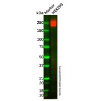Recombinant Laminin gamma 1 Antibody，重组, ExactAb™, 敲低验证, 已验证, 见COA，阿拉丁