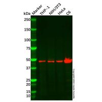 Recombinant DNAJA4 Antibody，ExactAb™, Validated, 重组, 0.75 mg/mL，阿拉丁