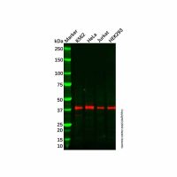 Recombinant NUDT9 Antibody,ExactAb™, Validated, 重组, 0.9 mg/mL,阿拉丁