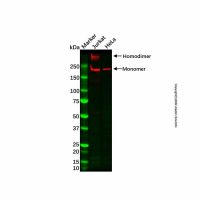 Recombinant Dnmt1 Antibody,重组, ExactAb™, 已验证, 见COA,阿拉丁