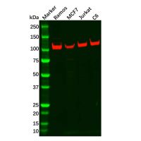 Recombinant PSD93 Antibody,ExactAb™, Validated, 重组, 0.7 mg/mL,阿拉丁