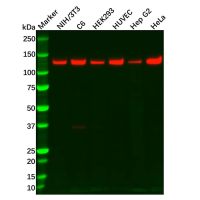 Recombinant Vinculin Antibody,ExactAb™, Validated, 重组, 0.8 mg/mL,阿拉丁