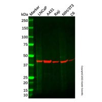 Recombinant TROY Antibody，ExactAb™, Validated, 重组, 1.5 mg/mL，阿拉丁
