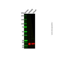 Recombinant CDKN2A/p14ARF Antibody,重组, ExactAb™, 已验证, 见COA,阿拉丁
