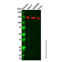 Recombinant ORP150 Antibody,ExactAb™, Validated, 重组, 0.2 mg/mL,阿拉丁