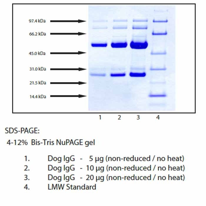 免疫球蛋白G,狗血浆，≥95%(SDS-PAGE), Extinction Coefficient: 1.36，阿拉丁