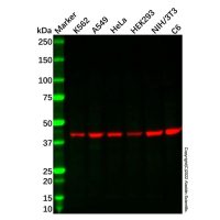 IDH3B Antibody,Validated, 1.0 mg/mL,阿拉丁