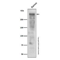 Recombinant Ki67 Antibody,重组, ExactAb™, 已验证, 见COA,阿拉丁