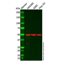 ATP6V1B1 Antibody,ExactAb™, Validated, Carrier Free, 0.5 mg/mL,阿拉丁
