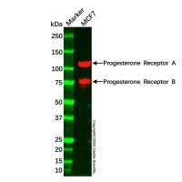 Recombinant Progesterone Receptor Antibody，ExactAb™, Validated, 重组, 0.5 mg/mL，阿拉丁
