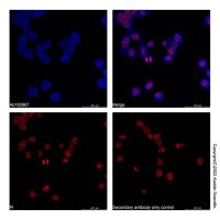 Goat Anti-Human IgG (AF405)，ExactAb™, 已验证, Ex:401nm, Em:422nm, 1.0 mg/mL，阿拉丁