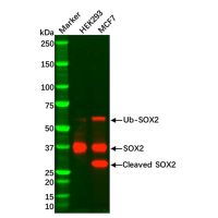 Recombinant SOX2 Antibody,ExactAb™, Validated, 重组, 1.0 mg/mL,阿拉丁