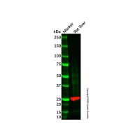 GSTT2B Mouse mAb,Carrier Free, ExactAb™, Validated, 1.0 mg/mL,阿拉丁