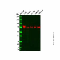 Recombinant MTHFR Antibody，ExactAb™, Validated, 重组, 0.6 mg/mL，阿拉丁