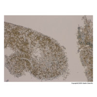 Recombinant c-Myc Antibody,ExactAb™, Validated, Carrier Free, Recombinant, 0.38 mg/mL,阿拉丁
