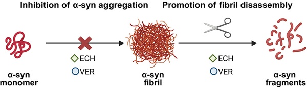 BMG LABTECH多功能酶标仪文献分享,郑州大学科研团队发表在Bioorganic Chemistry “Verbascoside and echinacoside inhibits the fibrillation of human α-synuclein and disassembles mature fibrils”