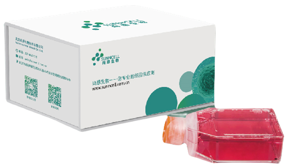 快速交付科研细胞找靠谱厂家