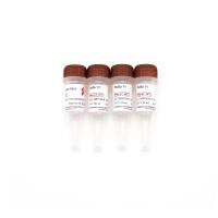 Plant Tissue PCR Kit (With Dye)植物组织直接PCR试剂盒