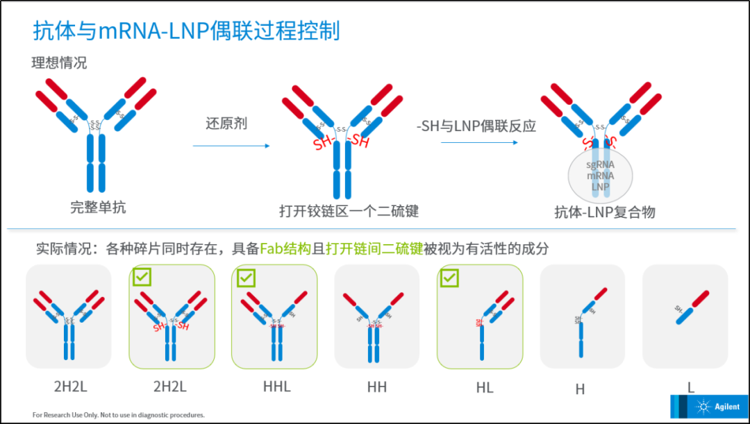 解锁 in vivo CAR-T 关键的一环：偶联抗体的质控